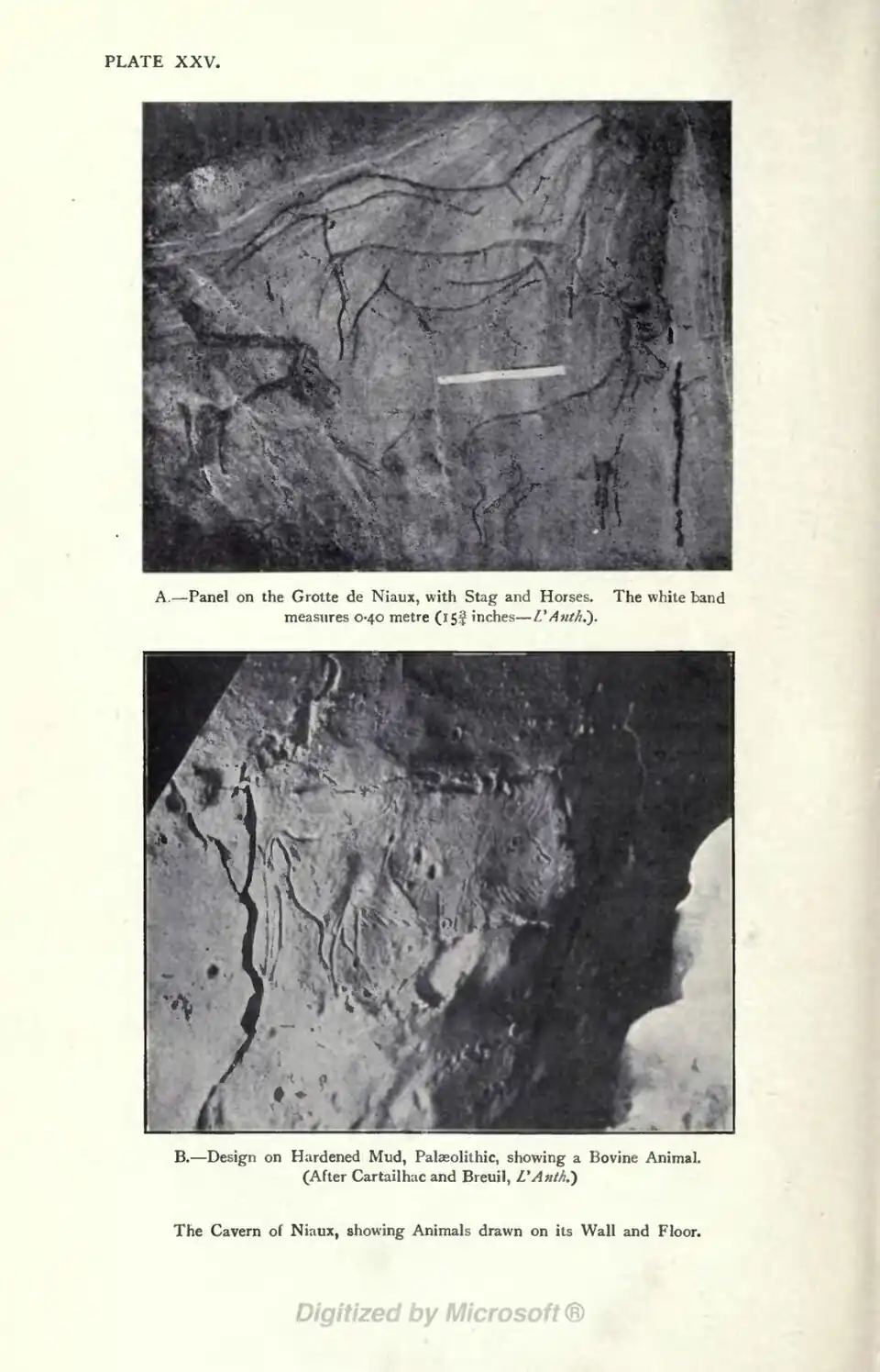 A.—Panel on the Grotte de Niaux, with Stag and Horses. The white band measures 0.40 metre (15¾ inches — L'Anth.). B.—Design on Hardened Mud, Palaeolithic, showing a Bovine Animal. (After Cartailhac and Breuil, L'Anth.) The Cavern of Niaux, showing Animals drawn on its Wall and Floor.