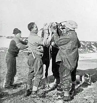 Photo of four men holding a pony outside while it drinks from a glass bottle