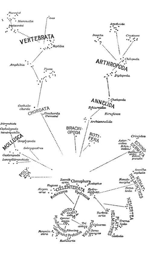 Relations in the Animal Kingdom (updated)