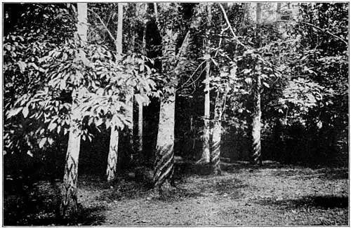 Fig. 12.—PARA RUBBER TREES, TAPPED—CEYLON. (Spiral and V Systems.)