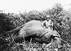 Black and white photograph of Theodore Roosevelt, three-quarter length portrait, standing next to dead elephant, holding gun, probably in Africa.
