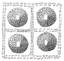 Rude Stone Monuments 0428b.png