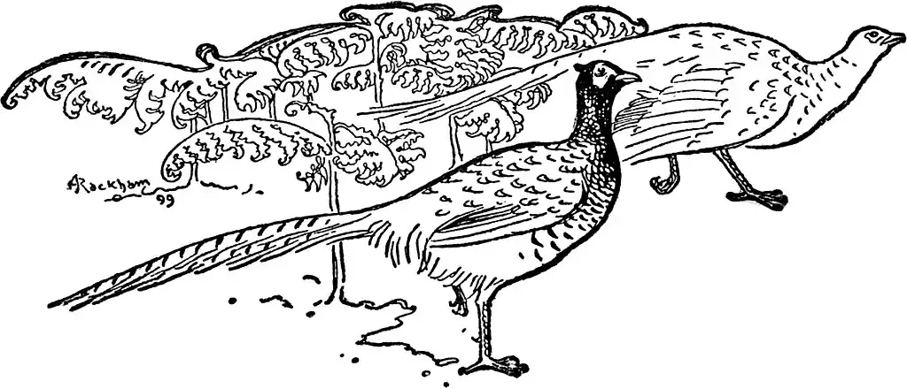 image of pheasants (Phasianus colchicus) by Arthur Rackham