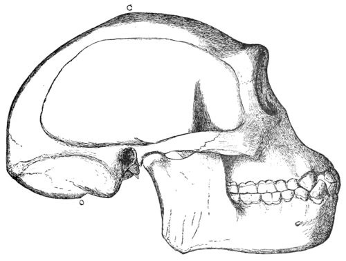 Smithsonian Report (1898), 0541.png