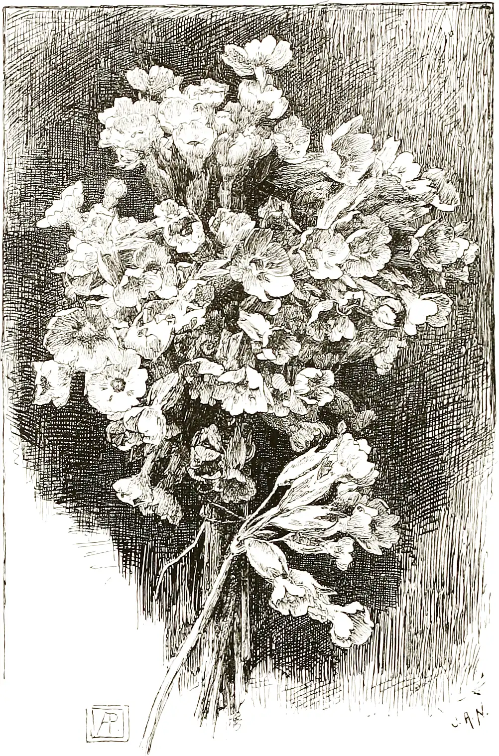 A bunch of cowslips.