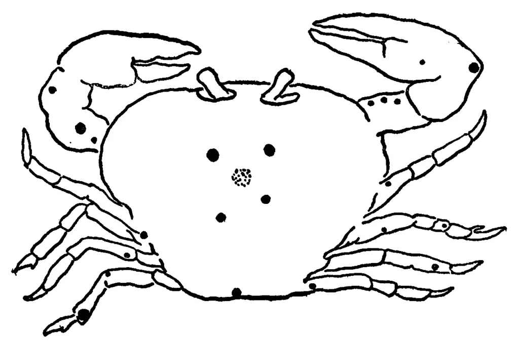 The constellation Cancer pictured as a crab with the major stars denoted