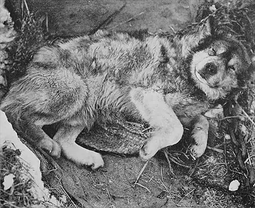 Photo of a dog lying contentedly on its side