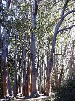 Photograph of tall, pale-barked trees in a woodland area.