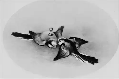 Territory in bird life p145