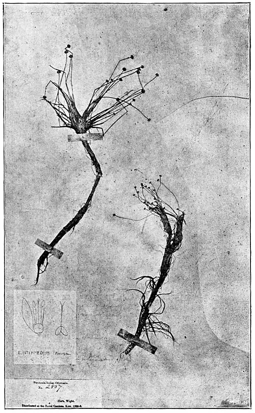 Eriocaulon Intermedium