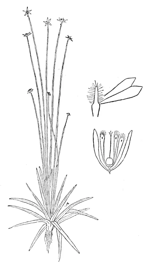 ERIOCAULON ROSEUM.