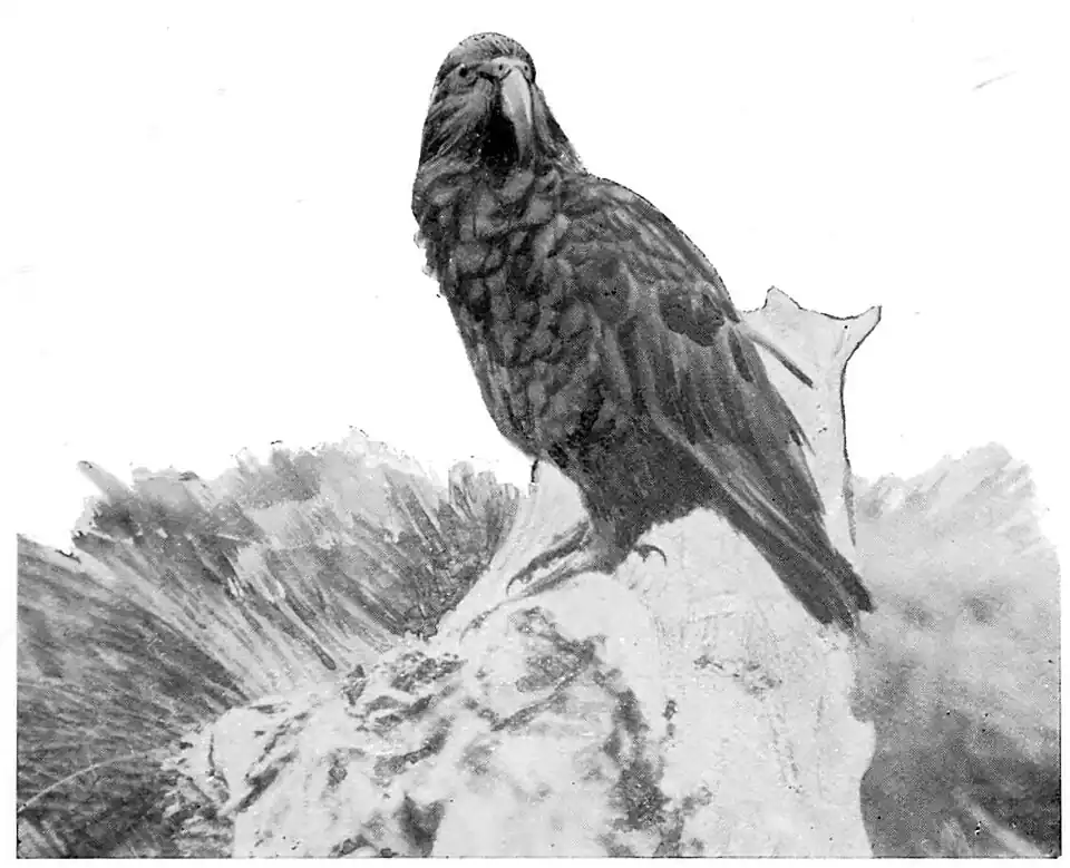 A kea perched on a rock surrounded by tussock; the kea is side on with it's head facing the front.
