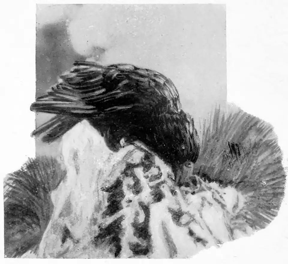 A kea on the ground (with snow and tussock around) using its beak to hunt for insect larvae.