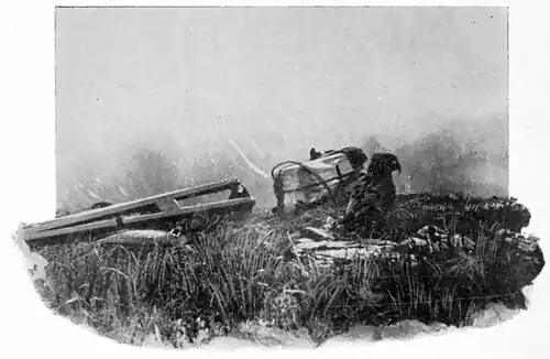 A Kea facing to the right and perched on a rock surrounded by tussock, with mountains in the background and a laden wagon in between.