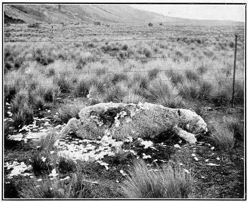 A dead sheep lying on ground in front of a wire fence and tussocky ground, it has a gash on its rump and fleece scattered about.