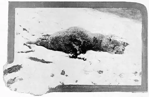 A dead sheep lying on the ground.