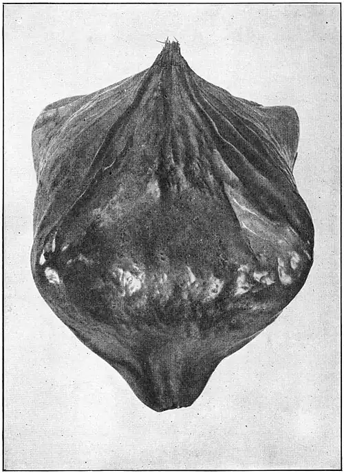 A Fish Intoxicant; the Fruit of the Barringtonia speciosa, Natural Size