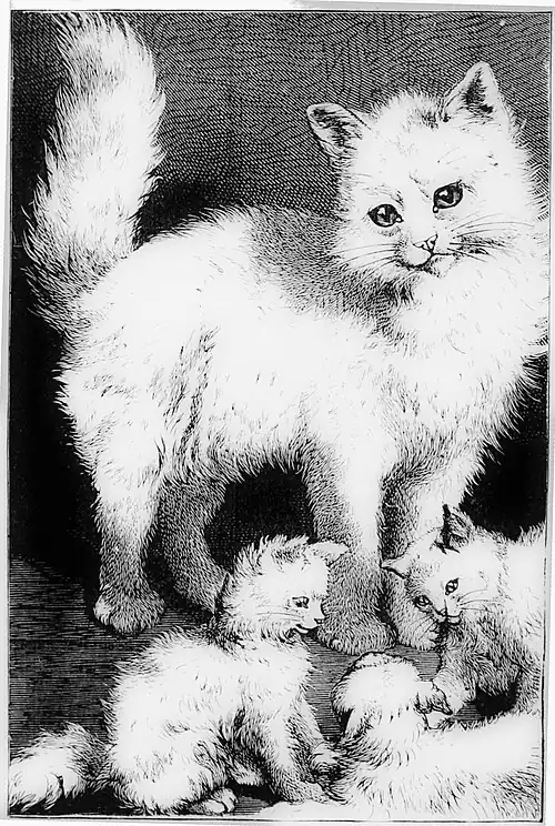 WHITE CAT AND KITTENS. Illustrated.