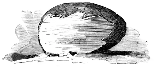 THE GREAT EGG-SHAPED ROOK.