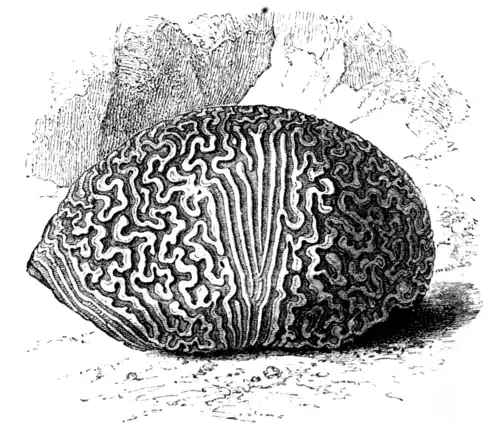 BRAIN-STONE CORAL.