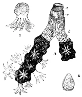 BRANCH OF RED CORAL WITH THE POLYPS IN.
