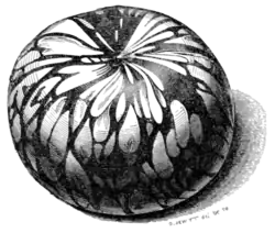 The primeval antiquities of Denmark 098.png