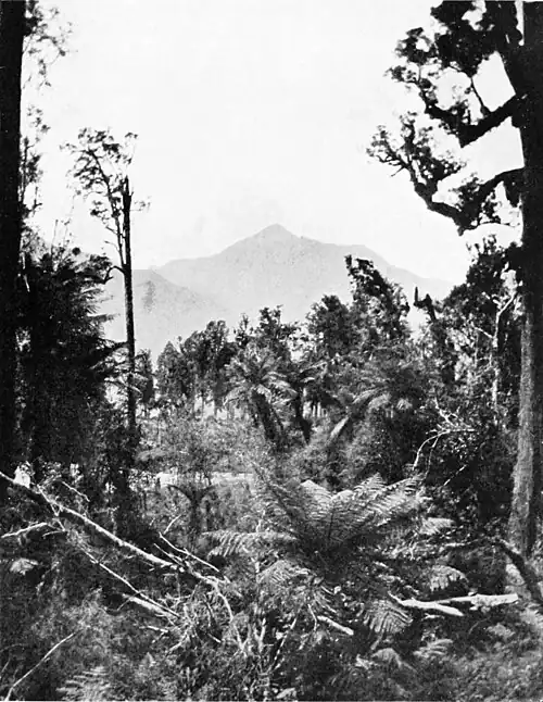 Tree-ferns in a clearing surrounded by trees with hills and mountains in the background