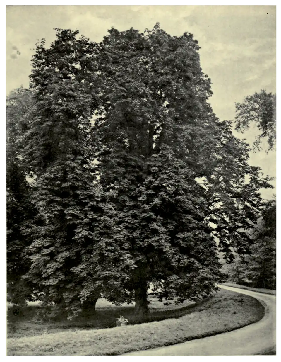 Plate 63: Horse chestnut at Colesborne