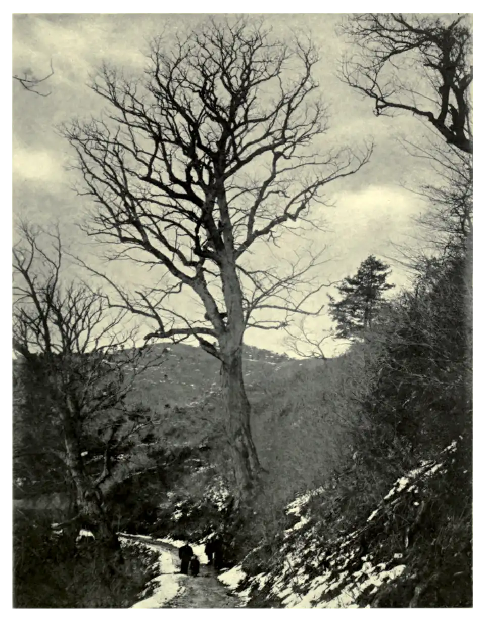 Plate 66: Aesculus turbinata in Japan