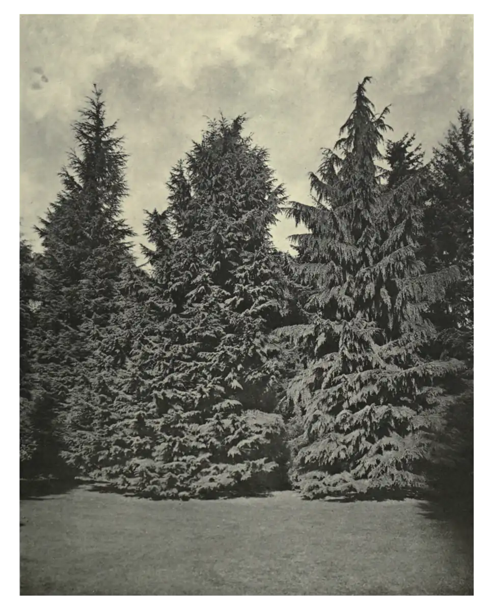 Plate 67: Hooker’s Hemlock at Murthly