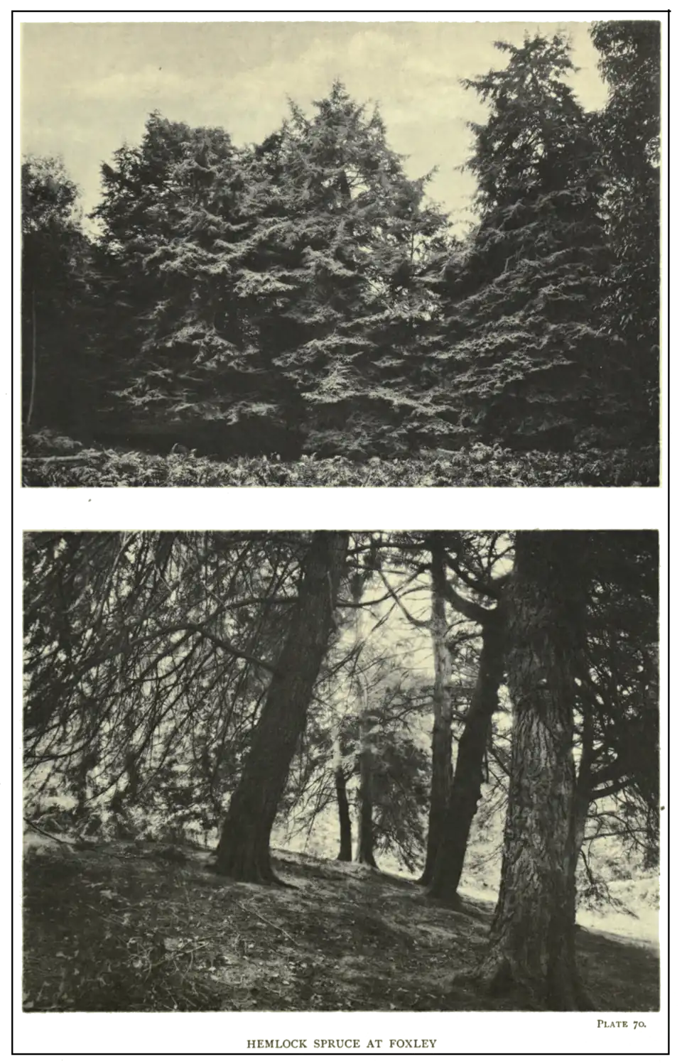 Plate 70: Hemlock Spruce at Foxley