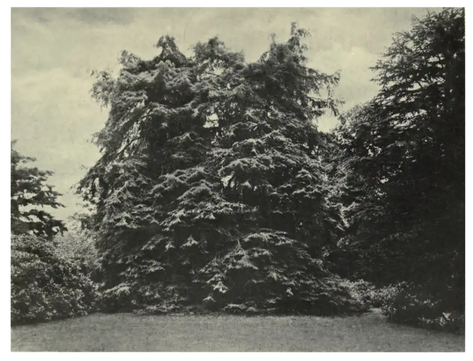 Plate 71: Hemlock Spruce at Strathfieldsaye