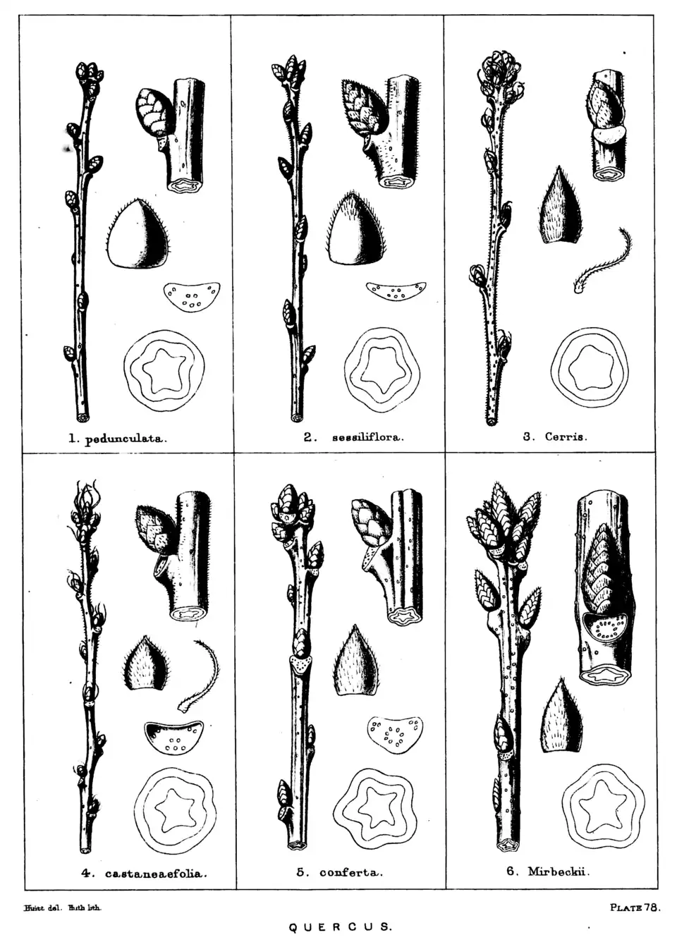 Plate 78: Quercus, twigs and buds