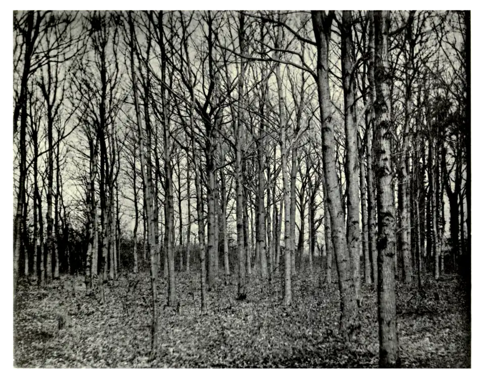 Plate 81: Self-sown Oaks at Thornbury Castle