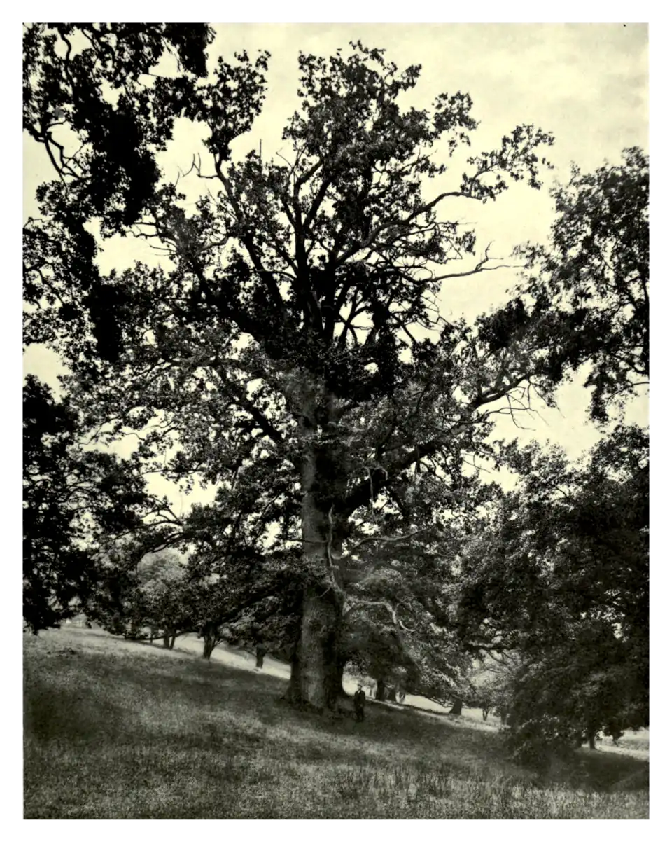 Plate 82: Champion Oak at Powis Castle