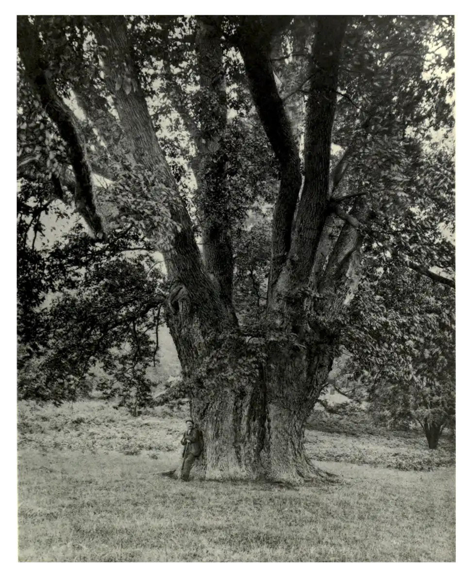 Plate 83: Oak at Powis Castle