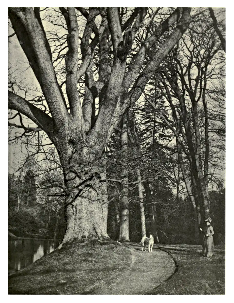 Plate 84: Lady Powis' Oak at Powis Castle