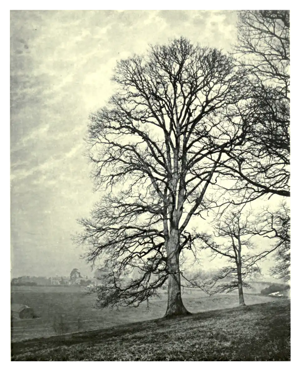 Plate 86: Oak at Kyre Park