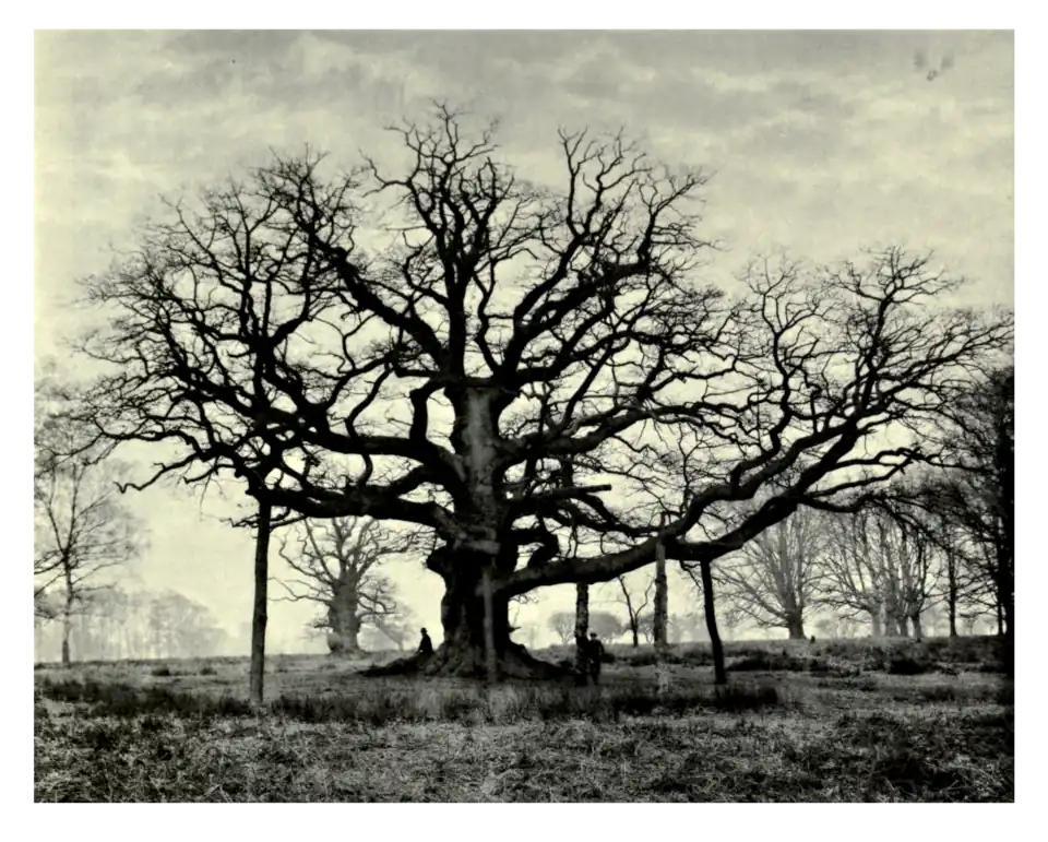 Plate 89: Beggar's Oak in Bagot's Park