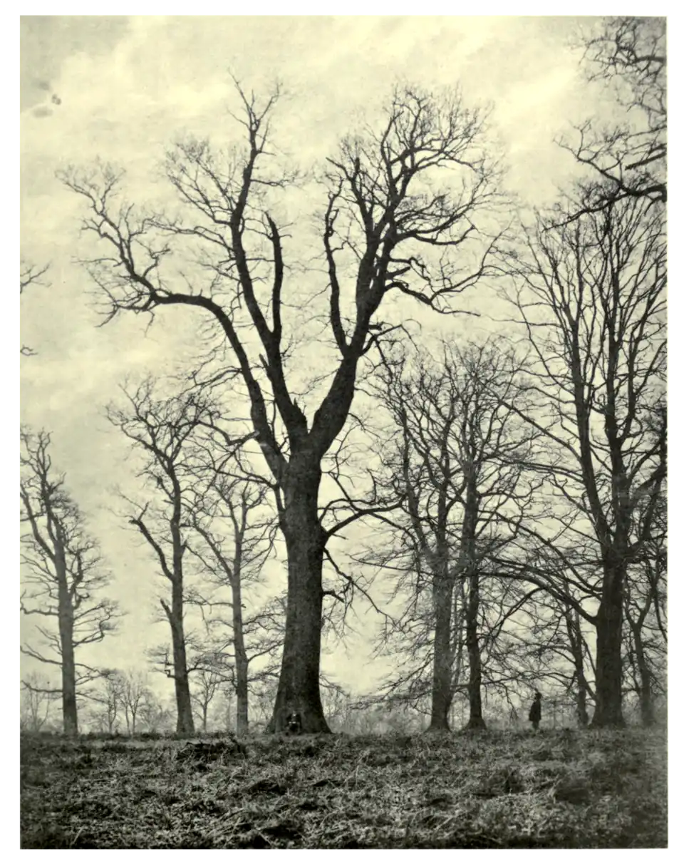 Plate 91: King Oak at Bagot's Park