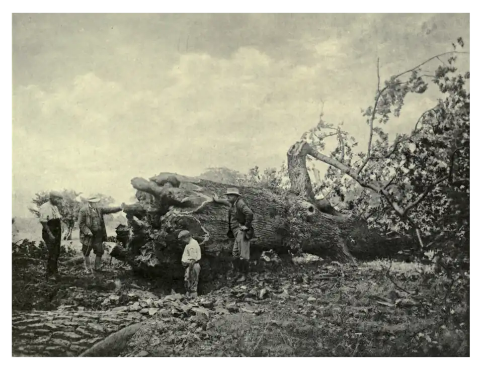 Plate 96: Brown Oak at Rockingham Park