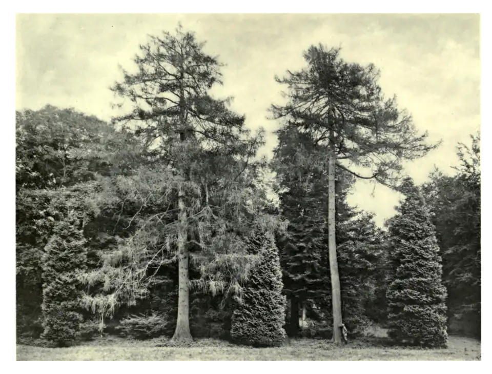 Plate 98: Larches in Oakley Park