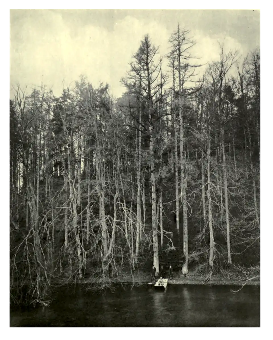 Plate 100: Larches at Colesborne