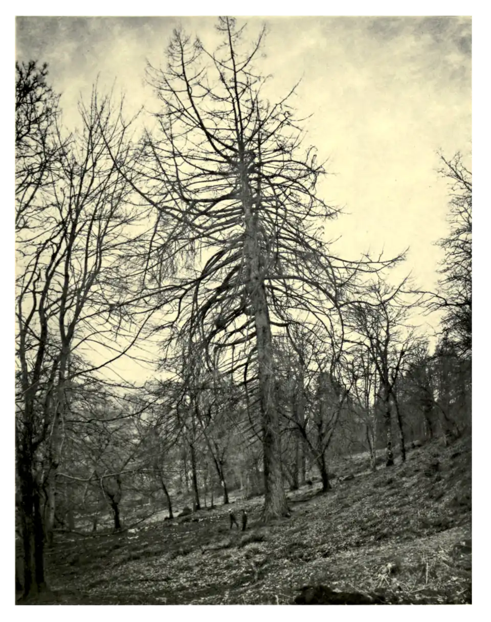 Plate 101: Champion Larch at Taymouth