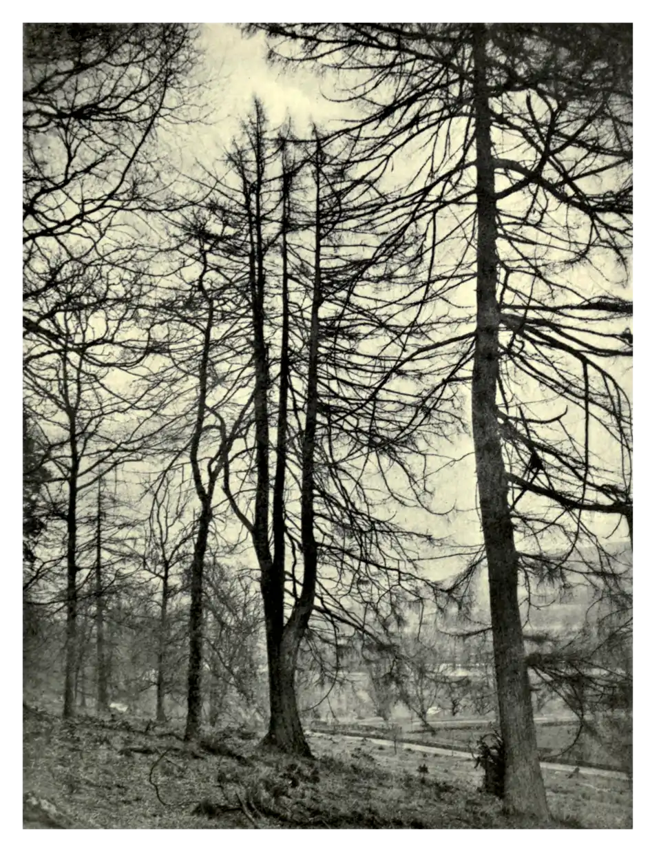 Plate 102: Forked Larch at Taymouth