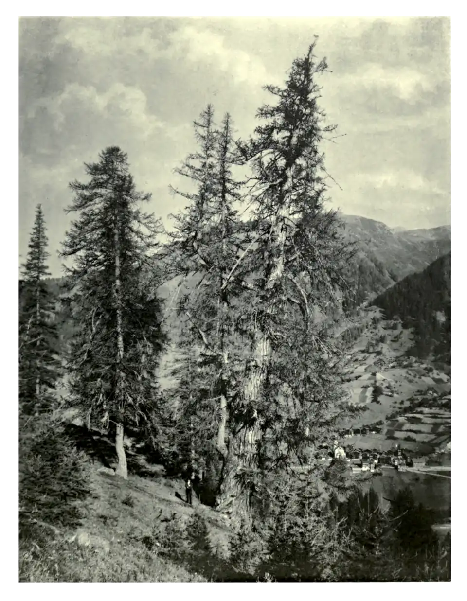 Plate 105: Larch in the Alps