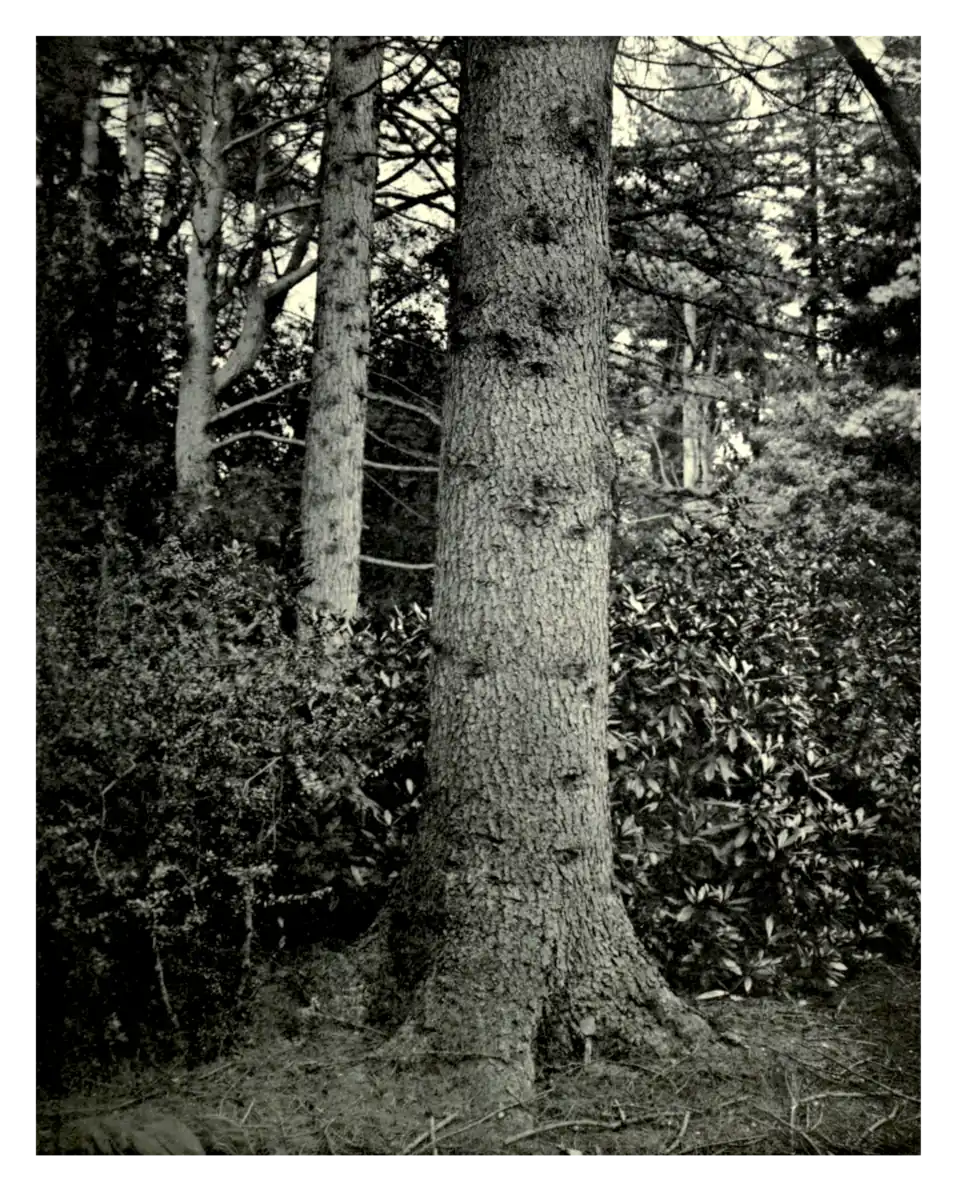 Plate 106: Dahurian Larch at Woburn