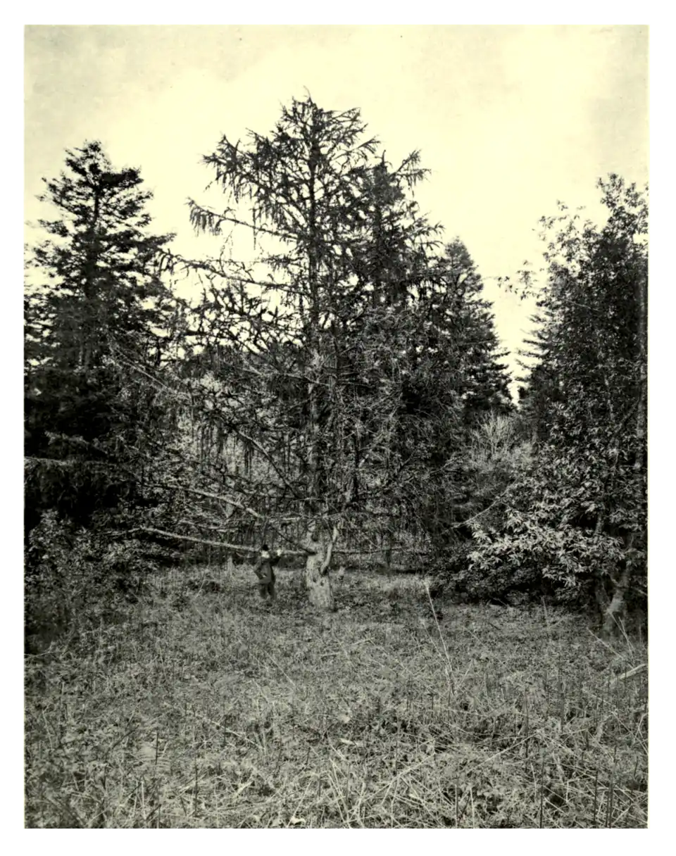 Plate 109: Sikkim Larch at Strete Raleigh