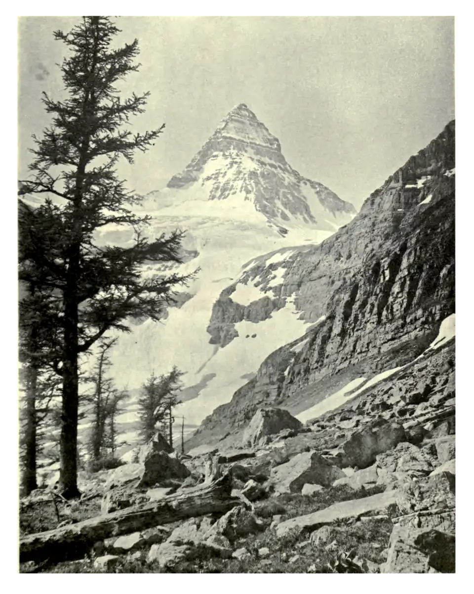 Plate 112: Lyall's Larch in Alberta
