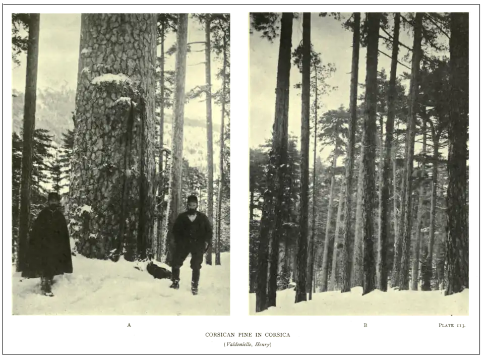 Plate 113: Corsican Pine in Corsica